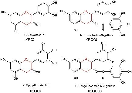 catechin