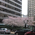 Mar.24~轉晴,櫻花
