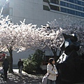 Mar.27~Van最美的櫻花在Burrard Station