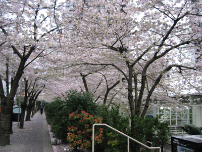 Apr.01。Burrard Station again