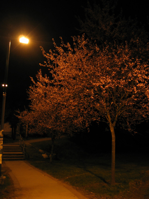 Apr.03～正式搬家。Joyce Station.night.