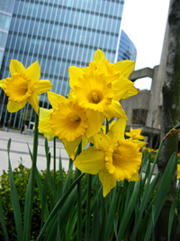 Apr.07~Waterfront.Daffodils?