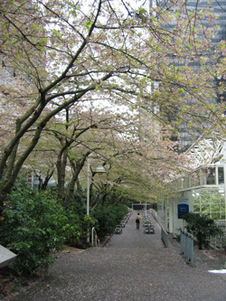 Apr.08~Burrard,again,要掉光啦！