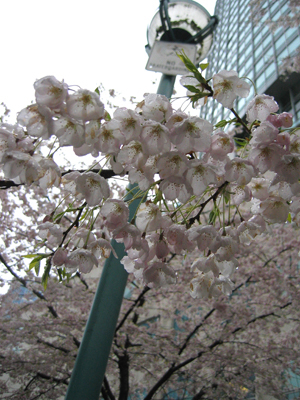 April 04-Sakura in Van