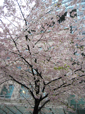 April 04-Sakura in Van