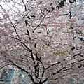 April 04-Sakura in Van