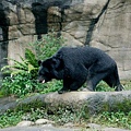 哇系台灣黑熊