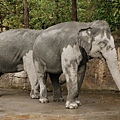 和強壁融為一體的亞洲象