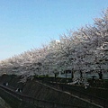 20100403櫻花2.JPG