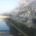 20100403櫻花4.JPG