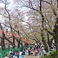 20160409上野公園