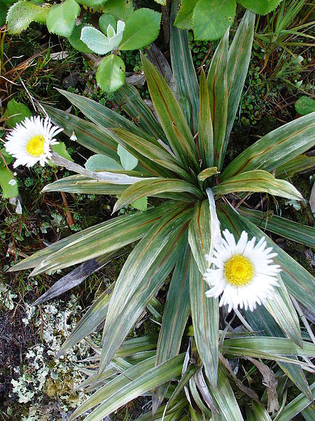 mountain daisies.JPG