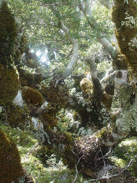 alpine trees-2.JPG