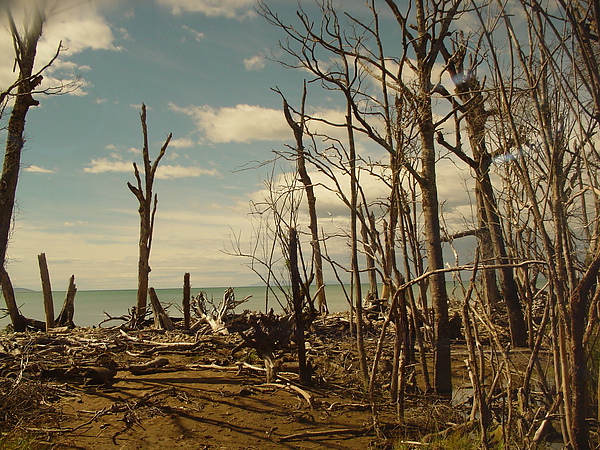 Trees flooded by the sea.JPG