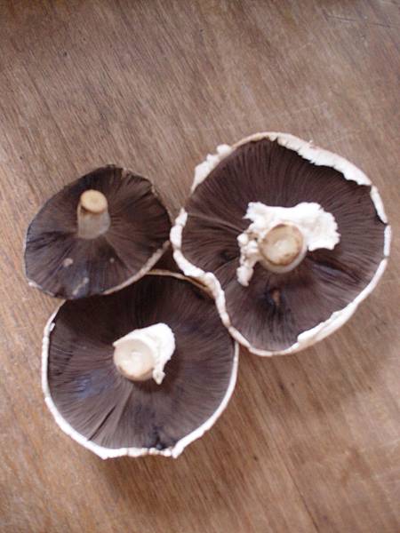 field mushroom field mushroom