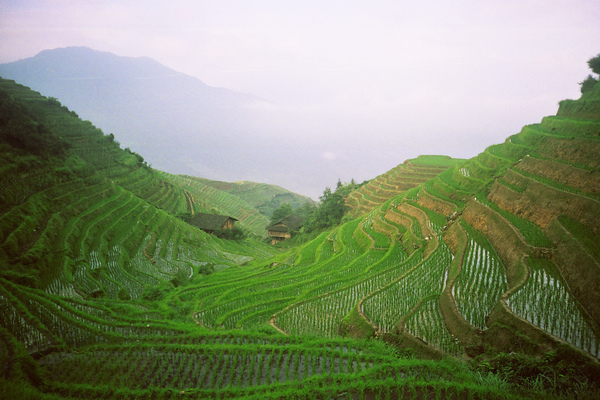 rice terraces in PingAn, GuangXi