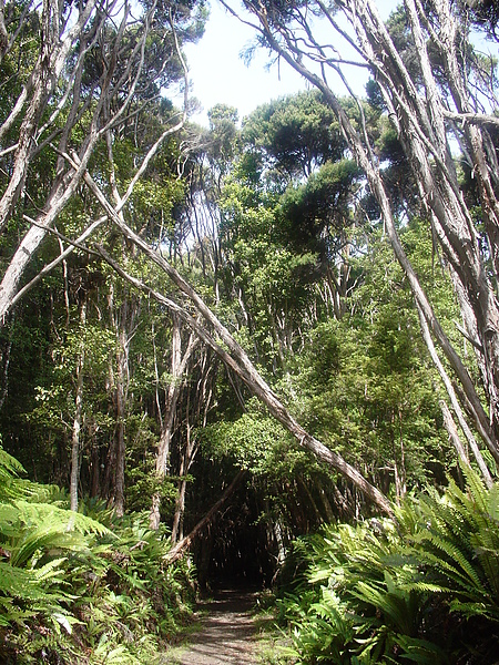 tree tunnel.JPG