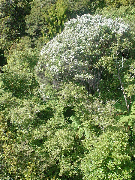 manuka (tea tree).JPG