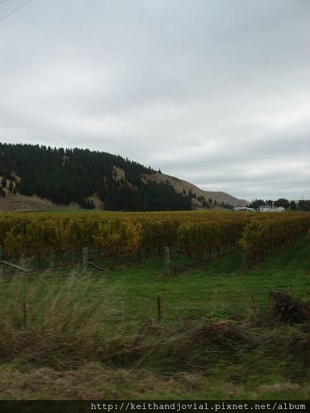 vineyard-4.JPG