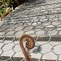 young fern poking out of broadwalk.JPG