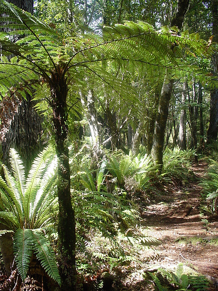 soft tree fern.JPG