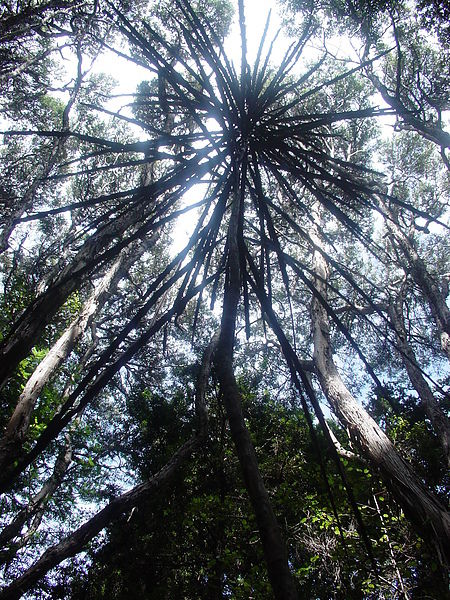 adult lancewood.JPG