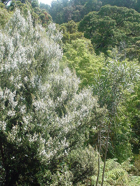 manuka n lancewood.JPG