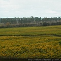 vineyard in Rarangi.JPG