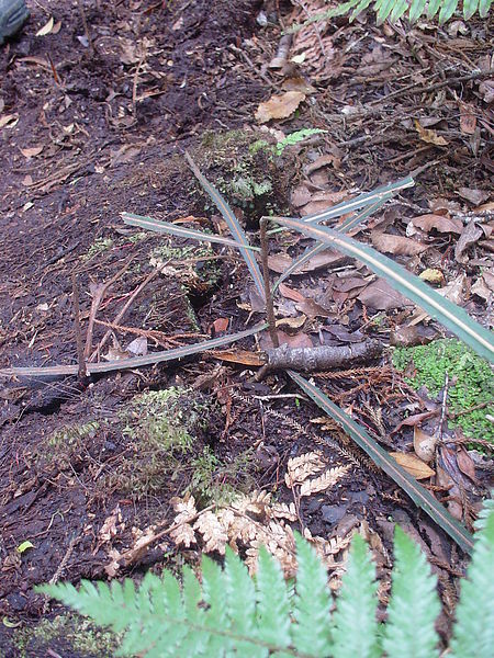 juvenile lancewood.JPG