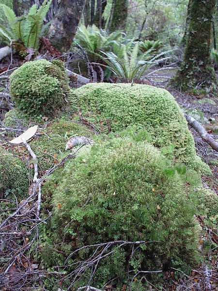 sheep-shaped moss.JPG