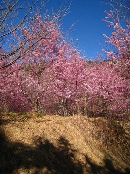 櫻花