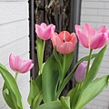 tulip2