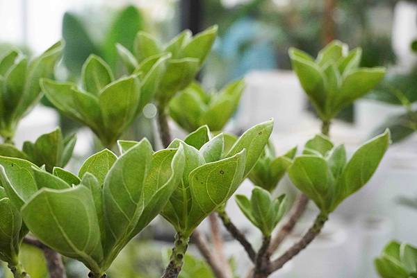 居家植物推薦｜芯晨花園 桃園三民店～室內設計師愛用的龜背芋、