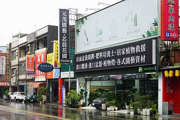 居家植物推薦｜芯晨花園 桃園三民店～室內設計師愛用的龜背芋、