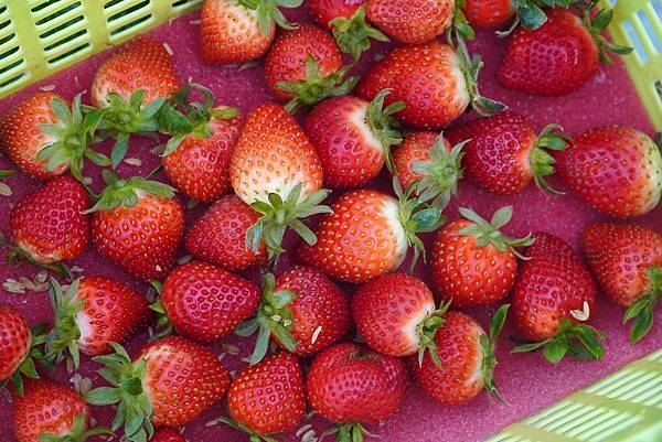 大湖草莓園推薦｜名品草莓園 11月至4月草莓季必訪！大湖唯一