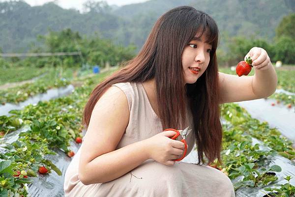 大湖草莓園推薦｜名品草莓園 11月至4月草莓季必訪！大湖唯一