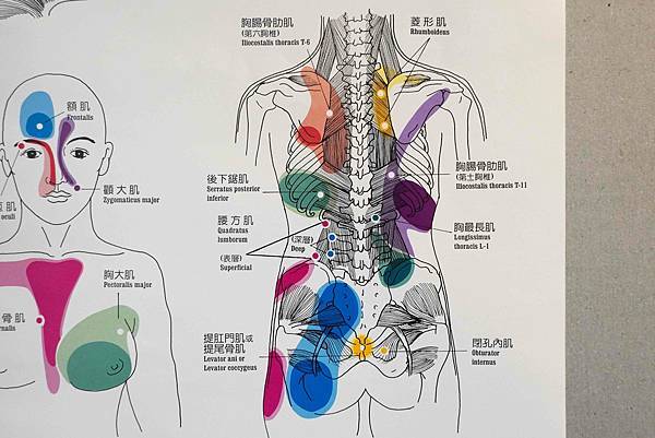 台北按摩推薦｜重華撥筋傳統整復推拿 舒緩緊繃、放鬆筋膜、筋骨