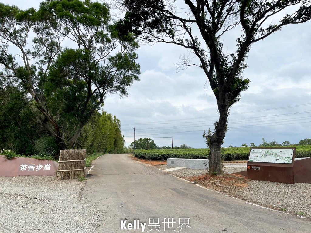 |湖口新景點 湖口茶香步道 後山茶園秘境 一層一層茶園好療癒