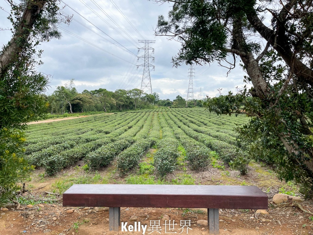 |湖口新景點 湖口茶香步道 後山茶園秘境 一層一層茶園好療癒