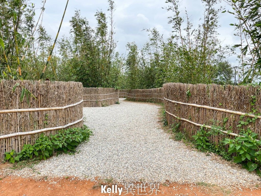 |湖口新景點 湖口茶香步道 後山茶園秘境 一層一層茶園好療癒