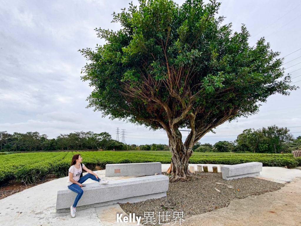 |湖口新景點 湖口茶香步道 後山茶園秘境 一層一層茶園好療癒