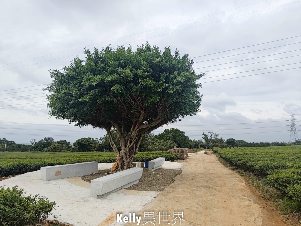 |湖口新景點 湖口茶香步道 後山茶園秘境 一層一層茶園好療癒