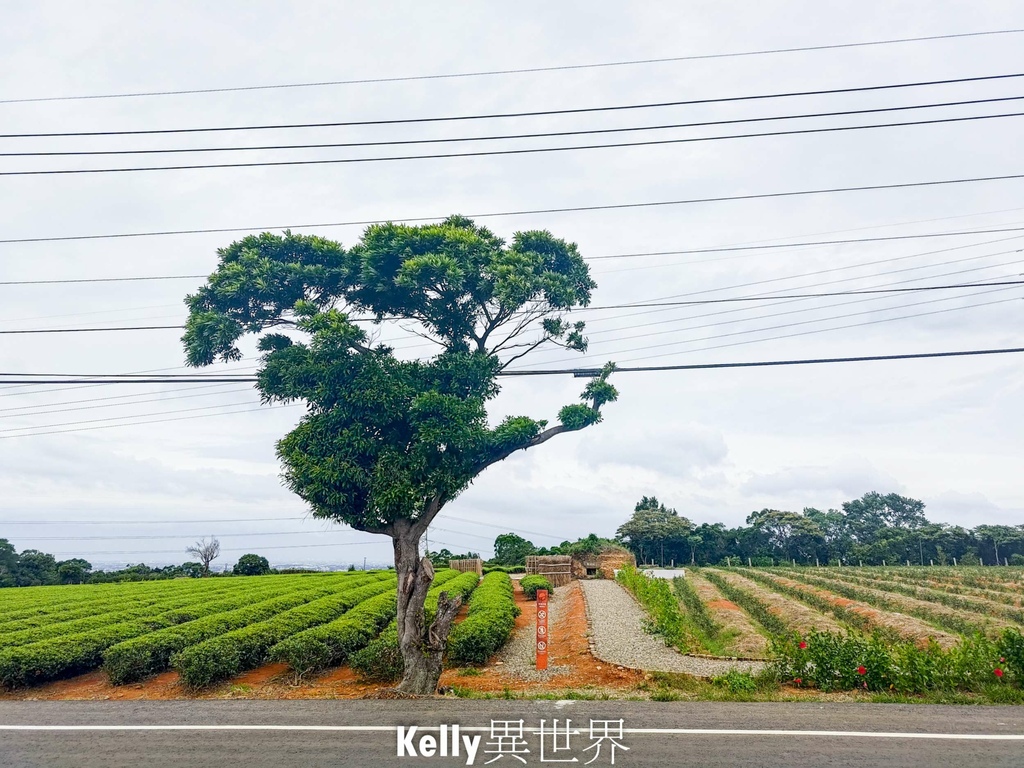 |湖口新景點 湖口茶香步道 後山茶園秘境 一層一層茶園好療癒