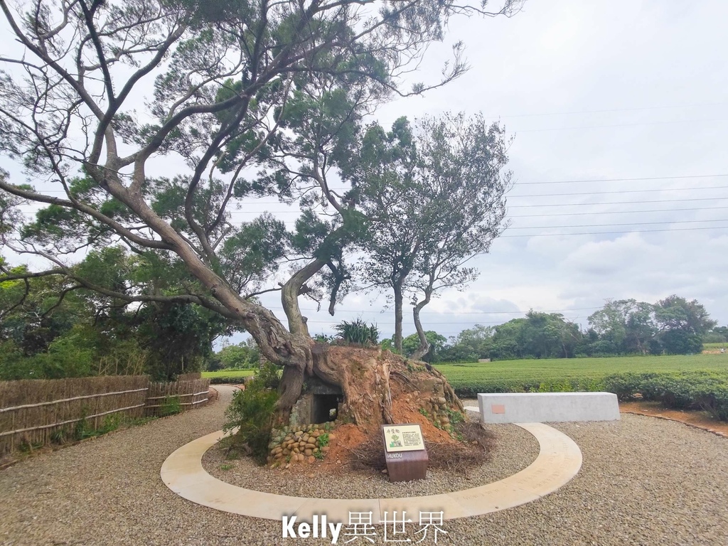 |湖口新景點 湖口茶香步道 後山茶園秘境 一層一層茶園好療癒