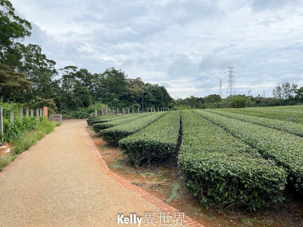 |湖口新景點 湖口茶香步道 後山茶園秘境 一層一層茶園好療癒