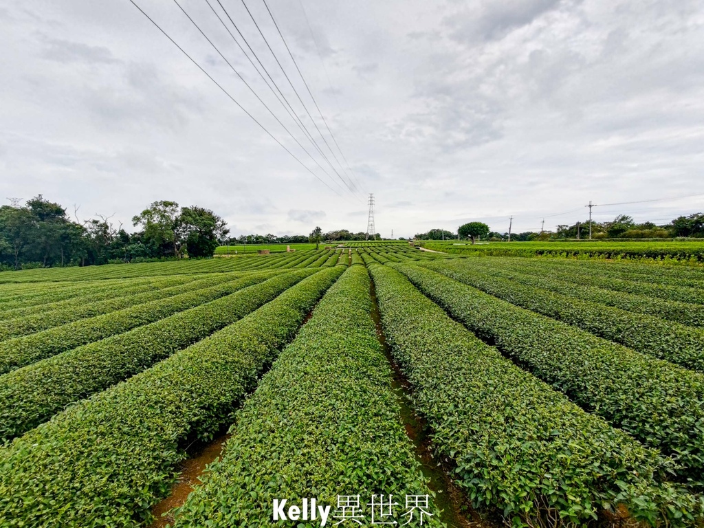 |湖口新景點 湖口茶香步道 後山茶園秘境 一層一層茶園好療癒