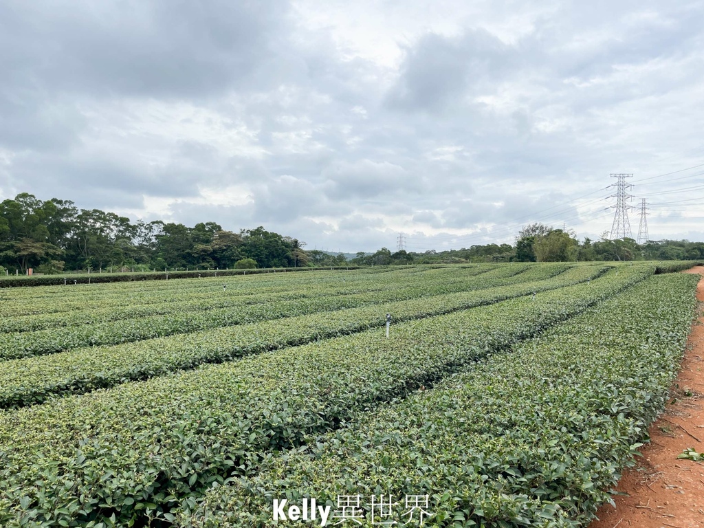 |湖口新景點 湖口茶香步道 後山茶園秘境 一層一層茶園好療癒