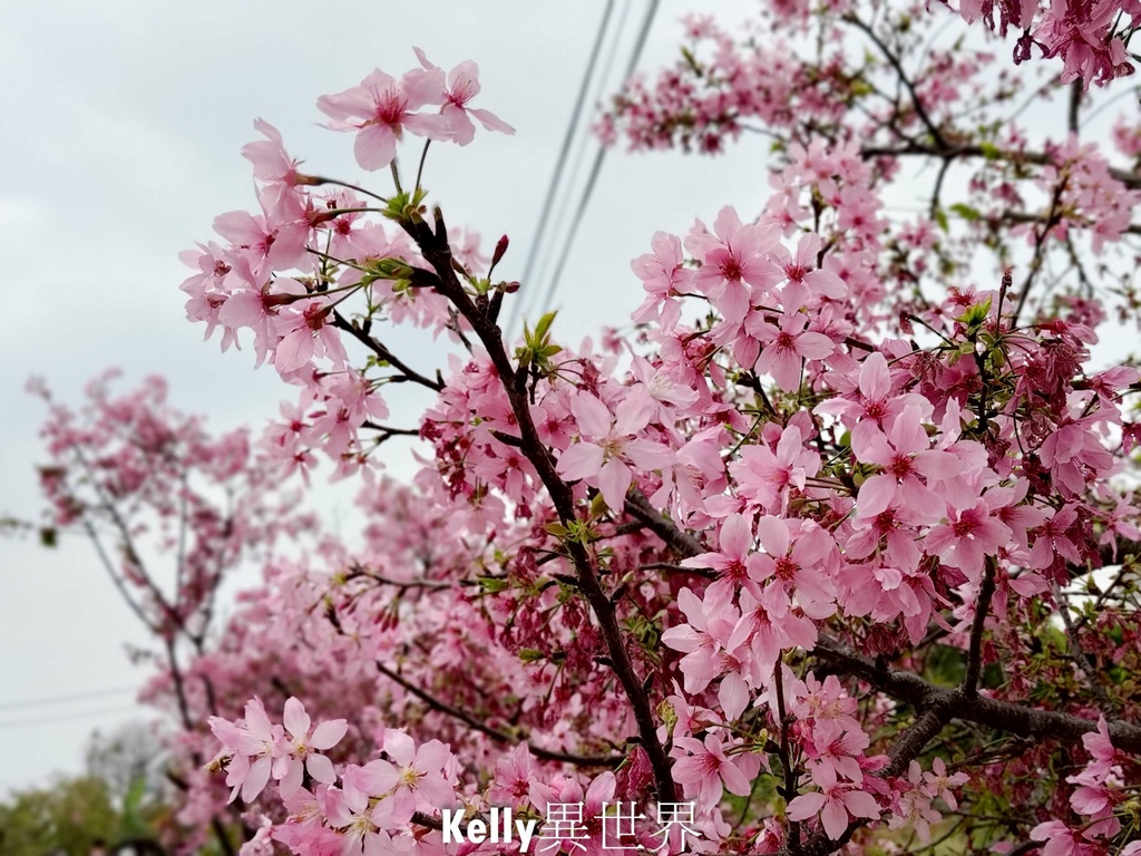 |桃園中壢景點 聖德路櫻花巷 隱藏在巷弄之間的櫻花步道 粉嫩