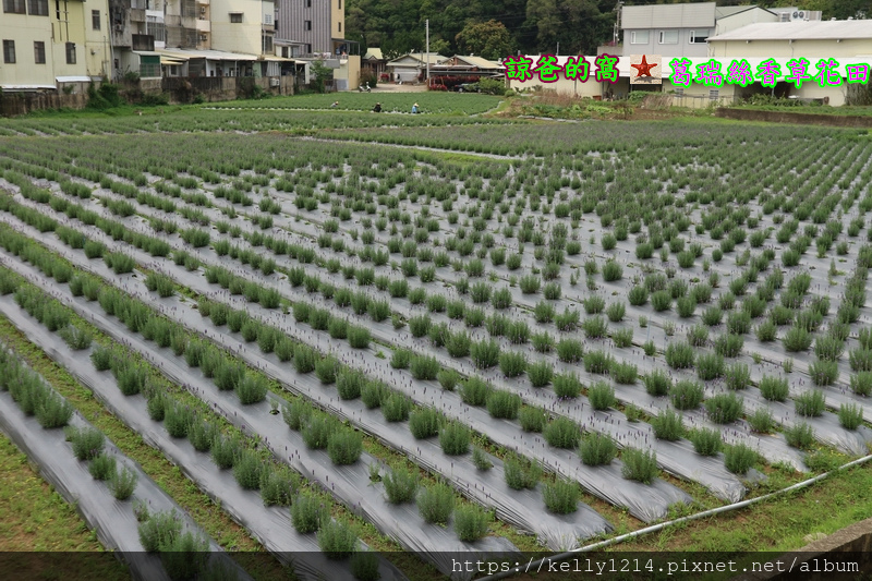 葛瑞絲香草花田01.JPG