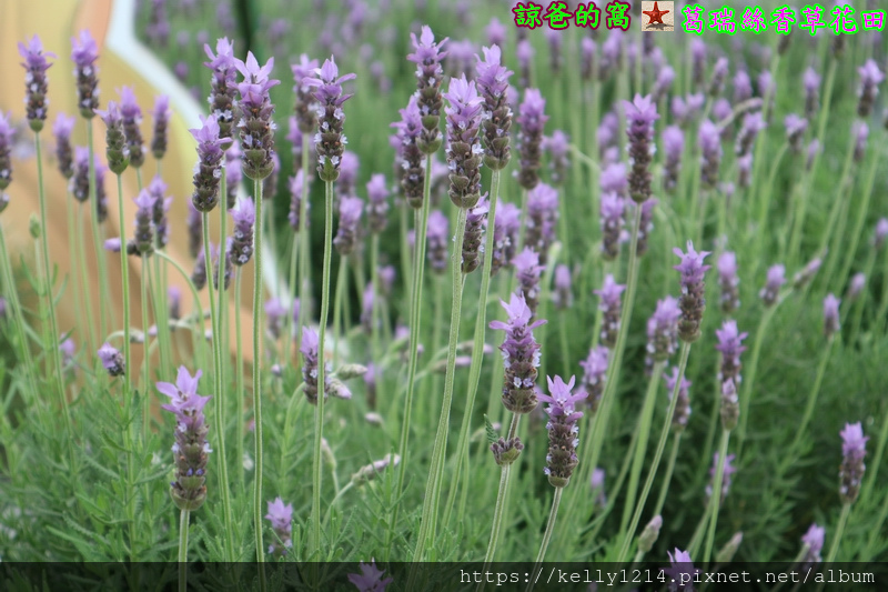 葛瑞絲香草花田03.JPG